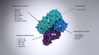 Frontiers Pp A Phosphatase As An Emerging Viral Host Factor